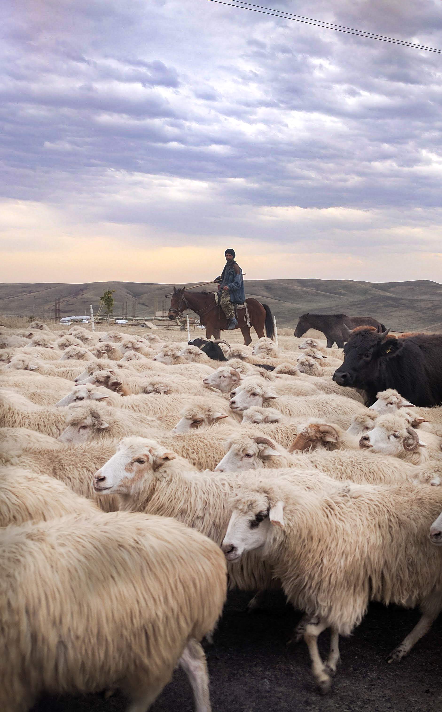 A shepherd leading a massive flock in rural Georgia